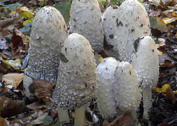 Schopftintling (Coprinus comatus) - © Heinz Prelicz